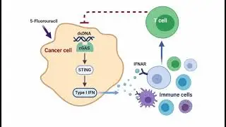 Video Synopsis: Jingru Tian, Jun Lu and colleagues (The EMBO Journal)