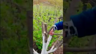 Самый простой способ прививки деревьев  Прививка за кору 7