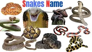 Snakes Names In English | Snakes Name With Pictures | Snake Name For Kids |