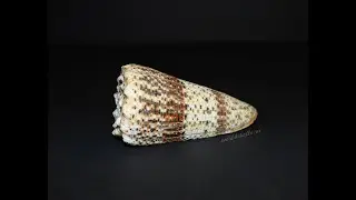 Конус империалис (Conus imperialis) 9 см.