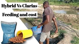 Complete video of Present Cost of stocking 1000 hybrid and Clarias catfish