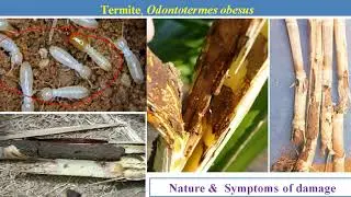 Study of Pest of Sugarcane (ENTO 354 Exe. 12)
