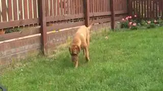 Jay Gettins with Kaizer
