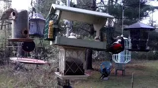 WNC Backyard Bird & Butterfly Buffet