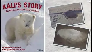 READ ALOUD NONFICTION:     Kali's Story. An Orphaned Polar Bear Rescue