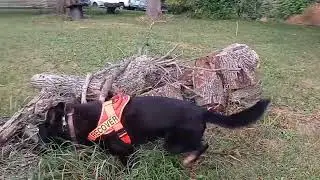 Human Remains Detection Training