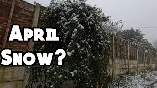 April Snow