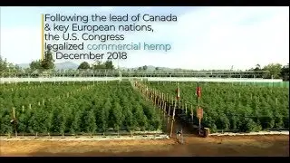 Kayagene & NRGene map the hemp genome