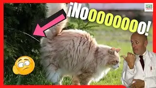 💩 ¿COMO AHUYENTAR GATOS CAGONES PARA QUE NO HAGAN PIS EN LAS PLANTAS DEL JARDÍN? 💩