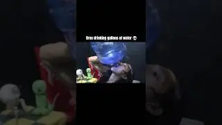Drinking gallons of water