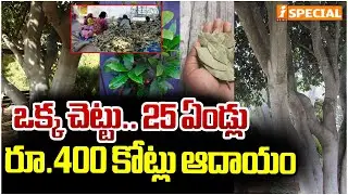 జీవితాన్నే మార్చే చెట్టు | Women Earning Rs.400 Crore With Bay Leaf Farming in West Bengal | iNews