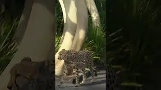 Who wants to take this cheetah for a relaxing walk? We do!🙋&zwj;♀️ #cheetahs #speedyanimals #shorts