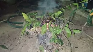 gully root/weed in Jamaica..        fehy doovur in st Lucia..
