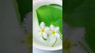 Beautiful Water Snowflake#flowers #nature #naturelovers​​ #beautifulnature​​ #shorts​​  #garden