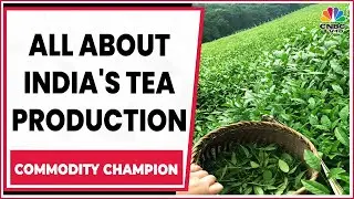 All About India's Premium Tea Production & Commodity Prices | Commodity Champion | CNBC-TV18