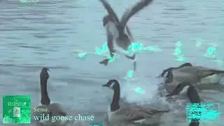 Sēms. // wild goose chase // TGIG 06.04.2025