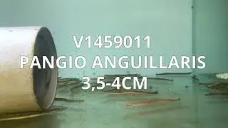 V1459011 Special | Pangio Anguillaris 3,5-4cm | May 2022
