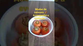 como plantar cenoura 🥕