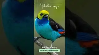 The spectacular Paradise Tanager (Tangara chilensis)&hellip;Birding Tropics TV&hellip;Amazon Birds&hellip;#Birdfacts