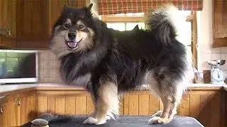 Dog Breed Video: Finnish Lapphund