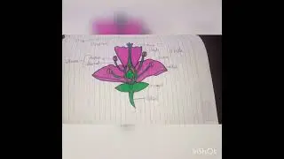 longitudinal section of flower parts drawing #ncs