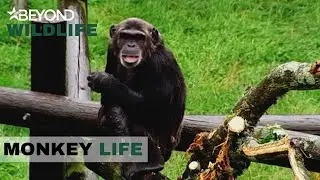 S3E07 | The Fearless Bachelor Boys Get Scared Of A Tree | Monkey Life | Beyond Wildlife