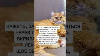 Довго? #жартиукраїнською #гуморукраїнською #вихідні #кітблогер #мемиукраїна #приколиукраїнською #cat