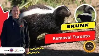 How to Remove a Skunk from Your Property &ndash; Expert Wildlife Control