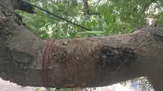 Praying  mantis eating Mealworm