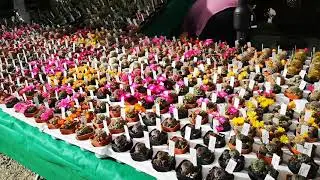 prima visita alla mostra-mercato di piante rare FLOR 22 ai giardini reali nel centro di Torino