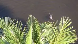 Coot Fight (Aerial)