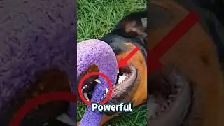 Powerful and Protective Dogs #shorts #dogs