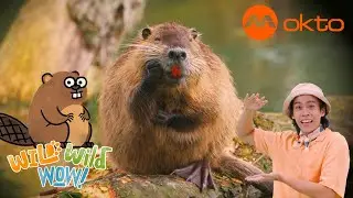 BEAVERS BUILDING DAMS for KIDS 🌊🏗️| Wild Wild Wow S3E13B | @mediacorpokto