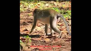 monkey try give birth,real action of monkey give birth,  002