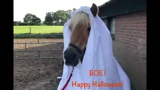Goedemorgen vrijdag, Hallo #halloween ! Wie spookt daar zo? #spooktober #horses #boe.