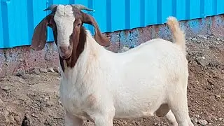 MASHALLAHA TOP QUALITY BOORE MALE KID FOR SELL AT ZFK GOAT FARM ROHA RAIGAD CONT - 7447475131 