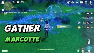 Gather 6 Marcotte | Genshin Impact