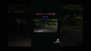 白い影と謎の声