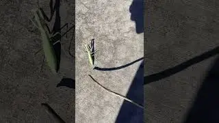 Had to help out this praying mantis  #bugs #nature #prayingmantis #wildlife ￼