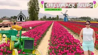 Tulips Festival 2021 Chilliwack BC #chilliwacktulipfestival #tulips #flowers #vancouverbc