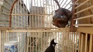 تغريد بلبل هملايا أنثى ( للعرض فقط)