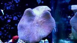 Sarcophyton sp.