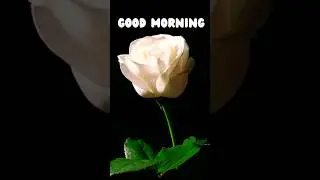 Good Morning Text Message To Someone Special ❤️
