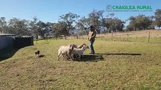 CRAIGLEA CHILLI (AI) - 2025 SPRING Australian Working Stock Dog Auction