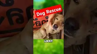 A rescue team saved a dog trapped in a well just in time 🐕 #shorts #rescue #dog