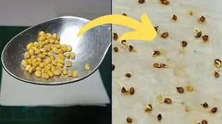 Guava Seeds Sprout Easy With Tissue Paper Method