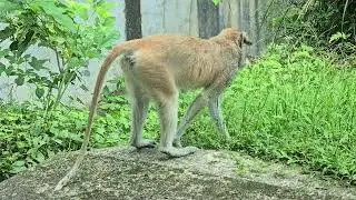 紅猴Patas Monkey/Taipei Zoo 