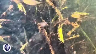 Wild Dwarf Pencilfish and Marble Hatchetfish