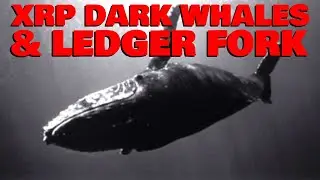 Could This XRP Fork TRANSFORM Social Media?/XRP Whales Go Dark