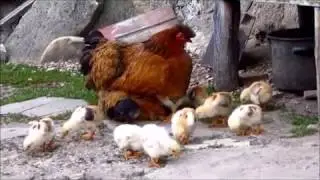thy holy wings